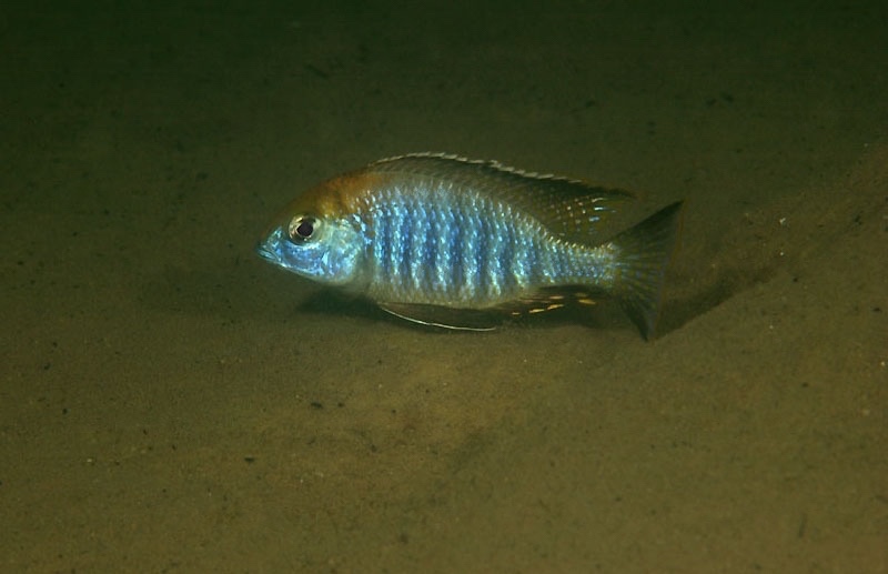 Lethrinops auritus 'Otter Point'